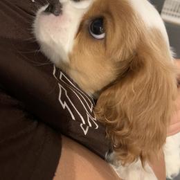 Cavalier King Charles Spaniel Puppies from Central Valley Cavaliers