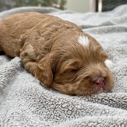 Carl Dean - Gold male Australian Labradoodle puppy in Matthews, North Carolina from Weddington Labradoodles