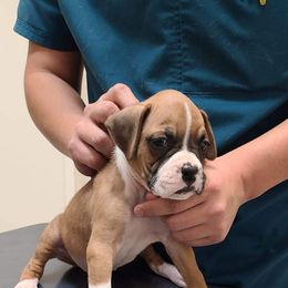 Boxer Puppies from Boxer Blessings Kennel