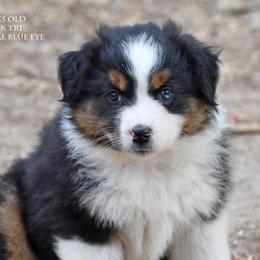 Rory - Black tri male Miniature Australian Shepherd puppy in Patterson, North Carolina from DreamLine Aussies