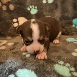 Christoff - Chocolate male Chihuahua puppy in Seneca, Missouri from Stephanie’s Puppy Colony