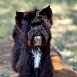 Yorkshire Terriers from Poshpaw Yorkies
