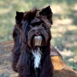Yorkshire Terriers from Poshpaw Yorkies