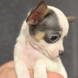 Bobby - Blue and white male Chihuahua puppy in Amity, Pennsylvania from Rhoda and Verna