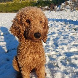 Border Collies and Poodles from Heidi Mendoza