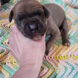 Basil- blue Fawn Male - Blue male Great Dane puppy in Grass Lake, Michigan from Harrison Danes