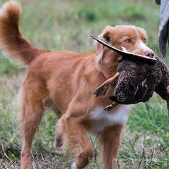 Boykin Spaniels and Nova Scotia Duck Tolling Retrievers from Beekauz Kennel