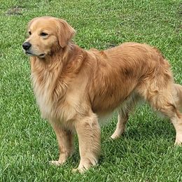 Max - Golden Retriever