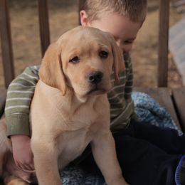 Labrador Retriever Puppies from Glory View Labradors
