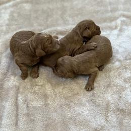 Male 3 - Caramel male Australian Labradoodle puppy in Morristown, New Jersey from English Manor Labradoodles