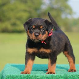 Hermès - Black and mahogany male Rottweiler puppy in Uniontown, Alabama from CedarBluff Rottweilers