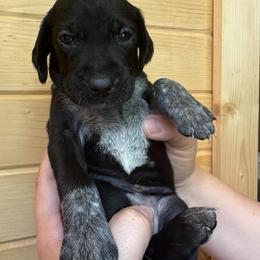 Purple - Black female German Shorthaired Pointer puppy in Roodhouse, Illinois from Hurricane Creek Gun Dogs