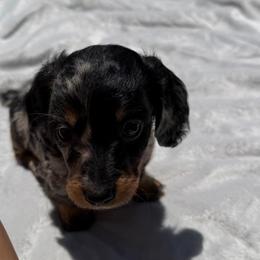 Black Dapple Boy - Dapple male Dachshund puppy in Bakersfield, California from Pretty Dachshunds 661