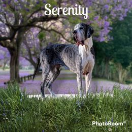 Serenity  - Great Dane