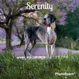 Serenity  - Great Dane