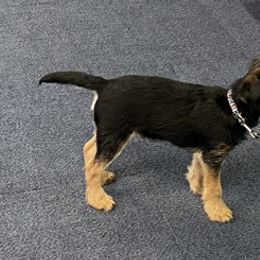 Border Terriers from Wildwood Border Terriers