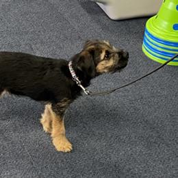 Border Terriers from Wildwood Border Terriers