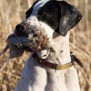 German Shorthaired Pointers and Pointers from Bishop Kennels