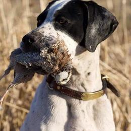 German Shorthaired Pointers and Pointers from Bishop Kennels
