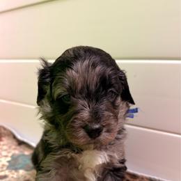 Gomez - Blue merle male Aussiedoodle puppy in Mulino, Oregon from Korbella Farm