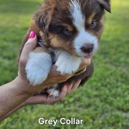 Grey Collar - Red tri-color male Australian Shepherd puppy in Parkdale, Michigan from Wilkosz Wigglebutts