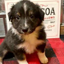 Frank - Black tri-color male Australian Shepherd puppy in Preston, Idaho from KC Bar Ranch Aussies