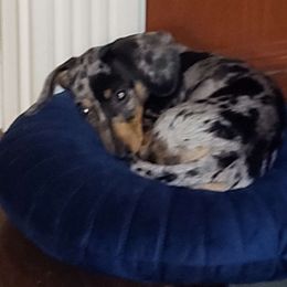 Jojo - Dachshund