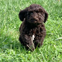Australian Labradoodle Puppies from Llewellyn's Grove Labradoodles