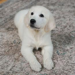 Miss Ladybug - Light golden female Golden Retriever puppy in Bedford, Indiana from Indiana Goldens