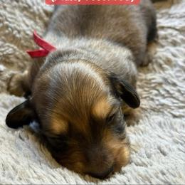 Moose - Cream male Dachshund puppy in Eureka, California from Seaside Doxies