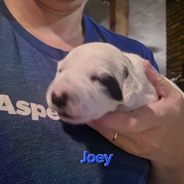 JOEY BLUE COLLAR - White and black male Dalmatian puppy in Palmer, Massachusetts from Delaney's Dalmatians 2