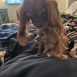 Cavalier King Charles Spaniel and Cavapoo Puppies from Texas Cavalier King Charles Spaniels Manard Enterprises