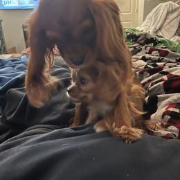 Cavalier King Charles Spaniel and Cavapoo Puppies from Texas Cavalier King Charles Spaniels Manard Enterprises