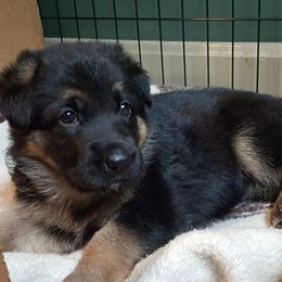 German Shepherd Puppies from Sevilla German Shepherds