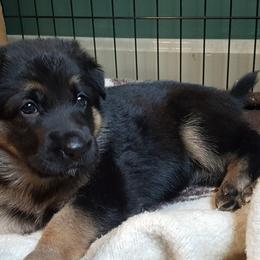 German Shepherd Puppies from Sevilla German Shepherds