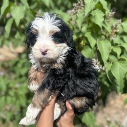 Ruffles - Tri-color male Bernedoodle puppy in Northglenn, Colorado from Colorado Bernedoodle Babies