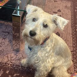 Kyro - Miniature Schnauzer