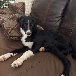 Lily - Black and white female Aussiedoodle puppy in Peyton, Colorado from Colorful Colorado Aussiedoodles