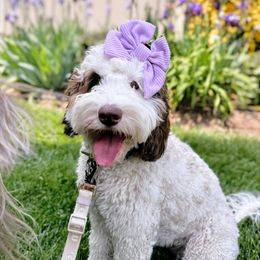 Aspen - Australian Labradoodle
