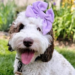 Aspen - Australian Labradoodle