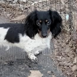 Saskia - Dachshund