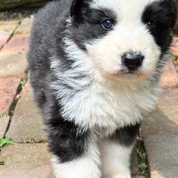 Panda female 2 - Panda female German Shepherd puppy in Lordstown, Ohio from Jewels German Shepherd