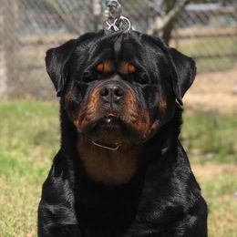 Lexi - Rottweiler