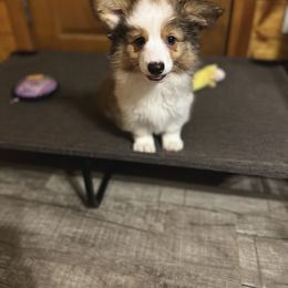 American Corgi, Pembroke Welsh Corgi, and Yorkshire Terrier Puppies from Ingram's Corgis & Yorkies