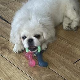 Angel - Cream female Pekingese puppy in Memphis, Tennessee from Green’s Pekingese