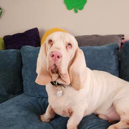 Gerald - Basset Hound