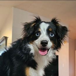 Ember May - Toy Australian Shepherd