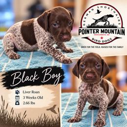 Boy 4 - Liver roan male German Shorthaired Pointer puppy in Dahlonega, Georgia from Pointer Mountain Bird Dogs