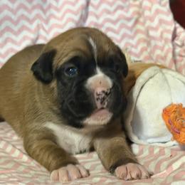 Green - Fawn female Boxer puppy in Center Hill, Florida from Rogers Farm’s Beloved Boxers