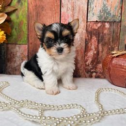 Ollie 2800 ( Small ) - Parti male Yorkshire Terrier puppy in Douglas, Georgia from South Georgia Yorkies and Biewers